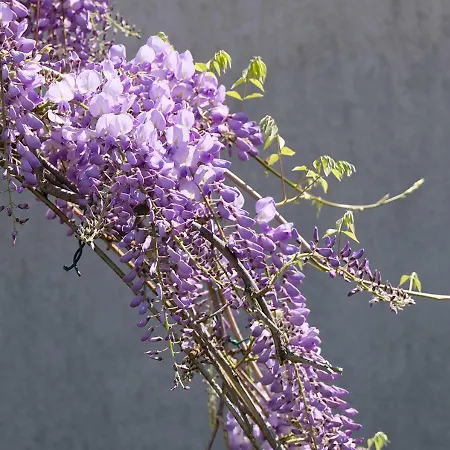 Ammy * سراييفو